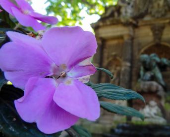 Images of flowers in Luxembourg Gardens