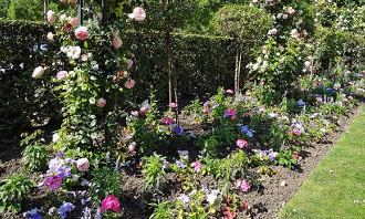 Images of Rose Garden