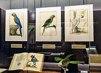Bird drawings in Cabinet d’Histoire du Jardin des Plantes