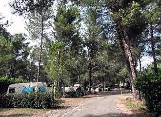 Camping Municipal Les Pins pitches