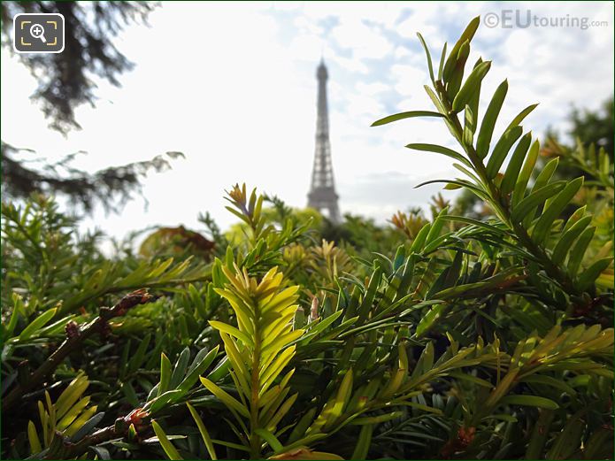 Hedge in Jardins du Trocadero with Eiffel Tower backdrop