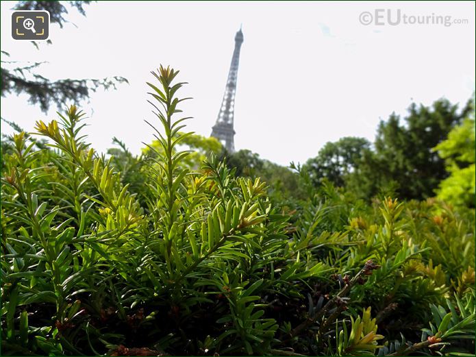 Evergreen bushes in Jardins du Trocadero looking SE towards Eiffel Tower
