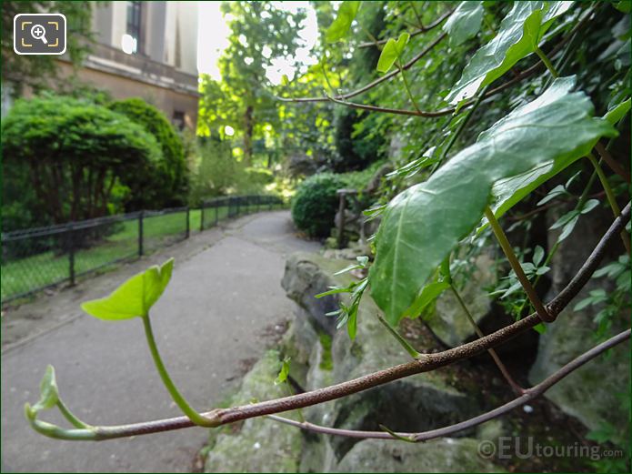 Evergreen Hedera leaves on wall in Jardins du Trocadero
