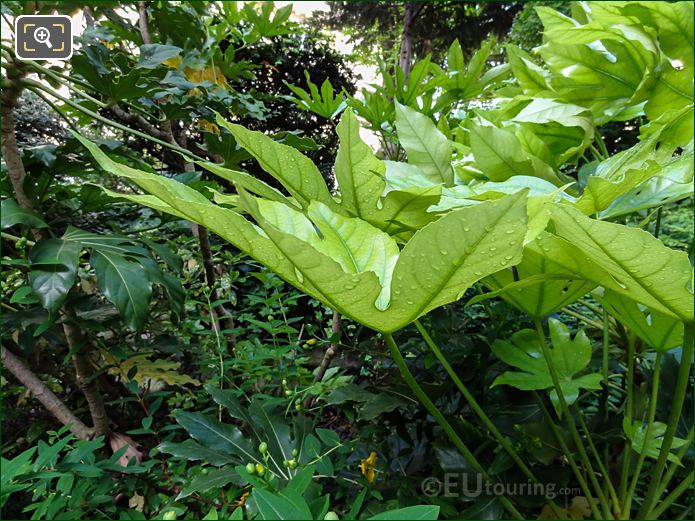 Green leaves of Fatsia Japonica in Jardins du Trocadero