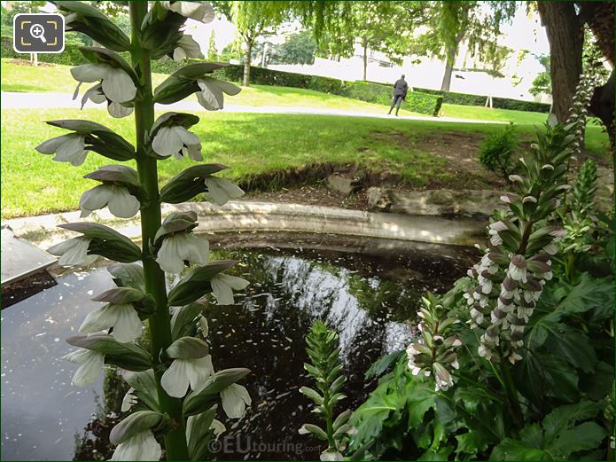 Acanthus flowers in Jardins du Trocadero by a pond