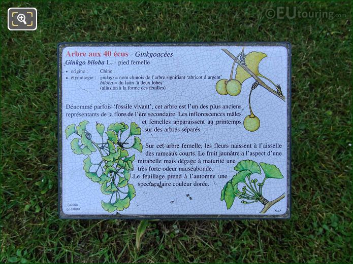 Jardin du Luxembourg Ginkgo Biloba tourist info board