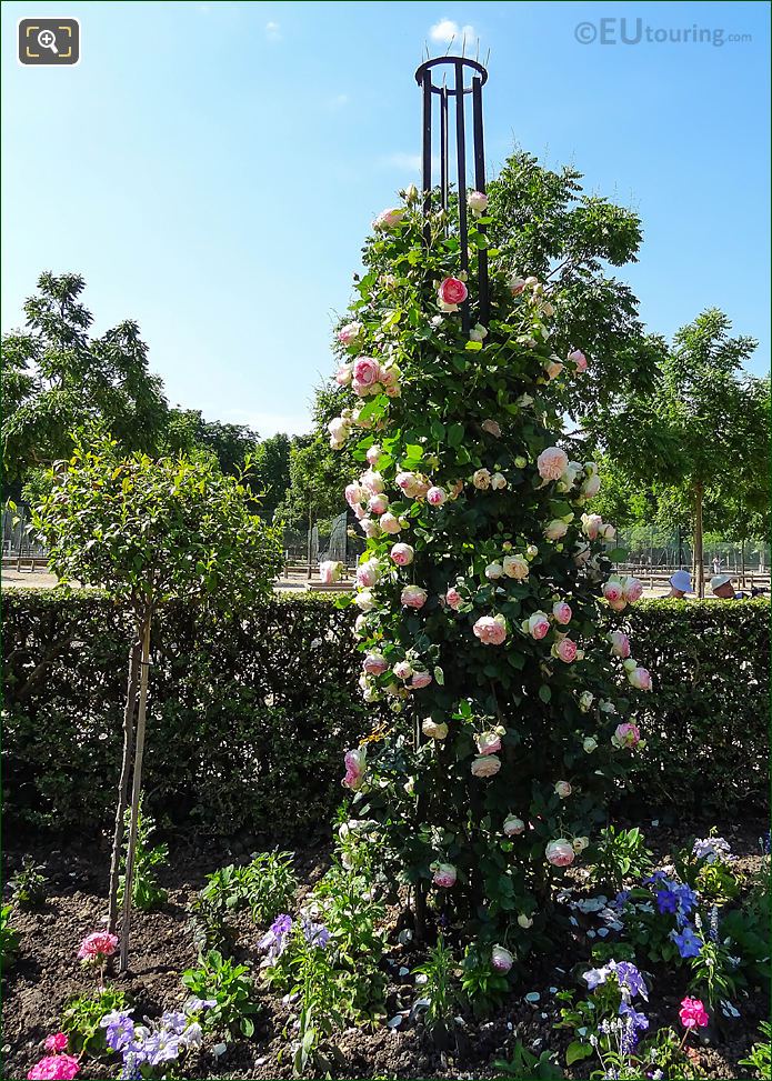 Climbing Roses in Jardin de la Roseraie of Jardin du Luxembourg