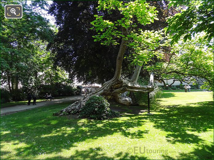 Side view of historical tree and branches in Luxembourg Gardens