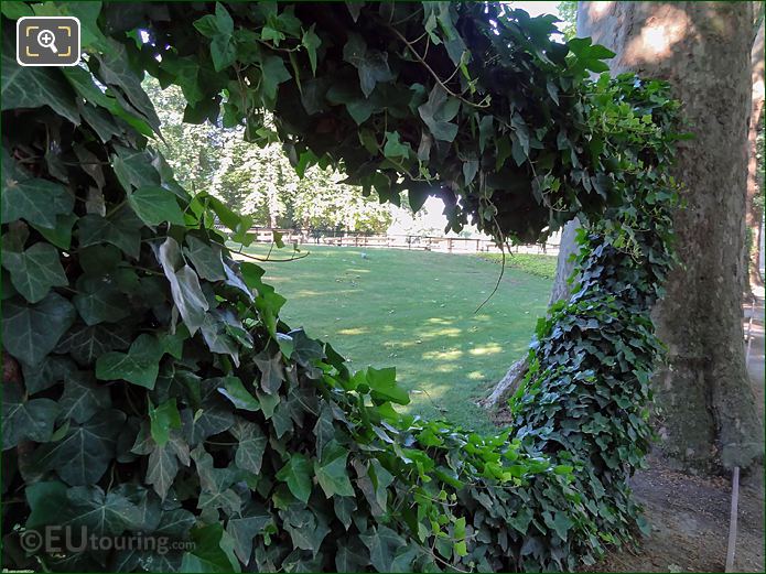 Close up of hanging Ivy garland in Jardin du Luxembourg