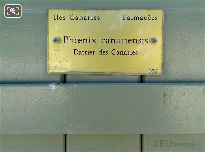 Phoenix Canariensis info plaque on pot 006