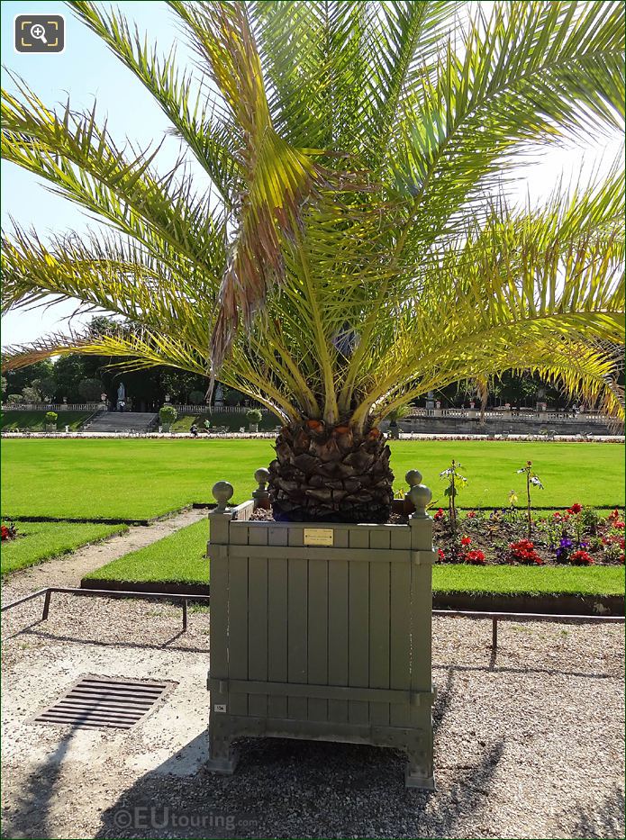Plant pot 006 with Canary Island Date Palm in Jardin du Luxembourg