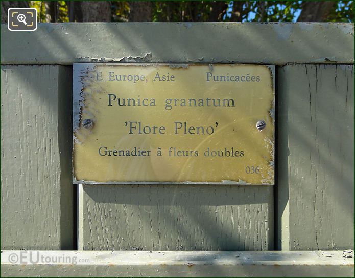 Pot 036 info plaque, double flower Punica Granatum, Jardin du Luxembourg