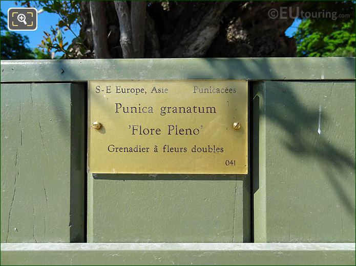 Pot 41 info plaque for Jardin du Luxembourg Punica Granatum 