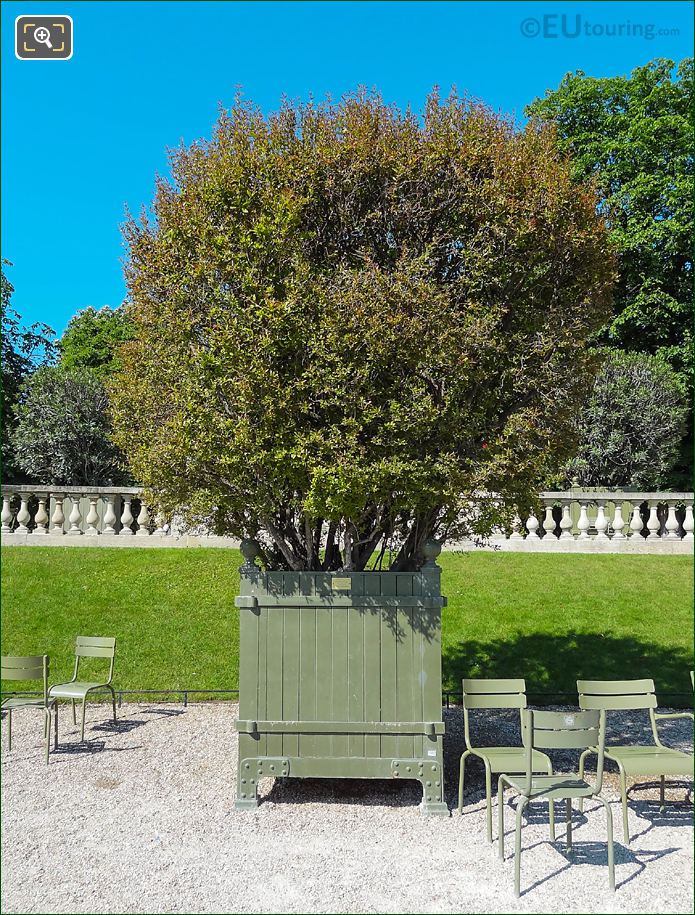 Green oak crate pot 27 Pomegranate Tree in Jardin du Luxembourg