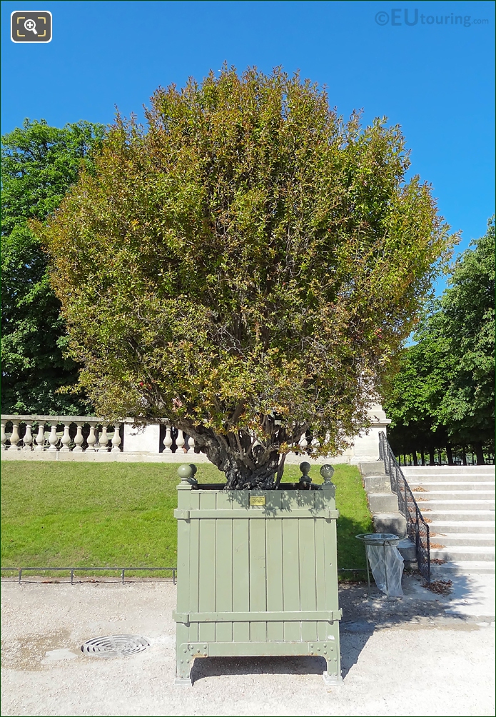 Green crate pot 34 flowering Pomegranate Tree in Jardin du Luxembourg