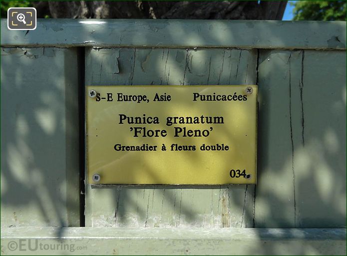 Info plaque on oak crate 34 for its Pomegranate Tree