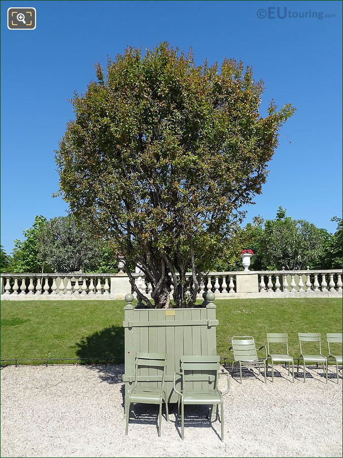 Pot 32 with Tree of Life, Pomegranate Tree, Jardin du Luxembourg