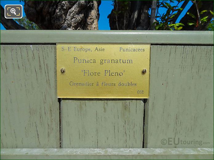 Info plaque for pot 32 Punica Granatum, Jardin du Luxembourg