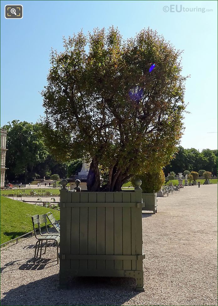 Jardin du Luxembourg oak crate 31 and Punica Granatum Flore Pleno