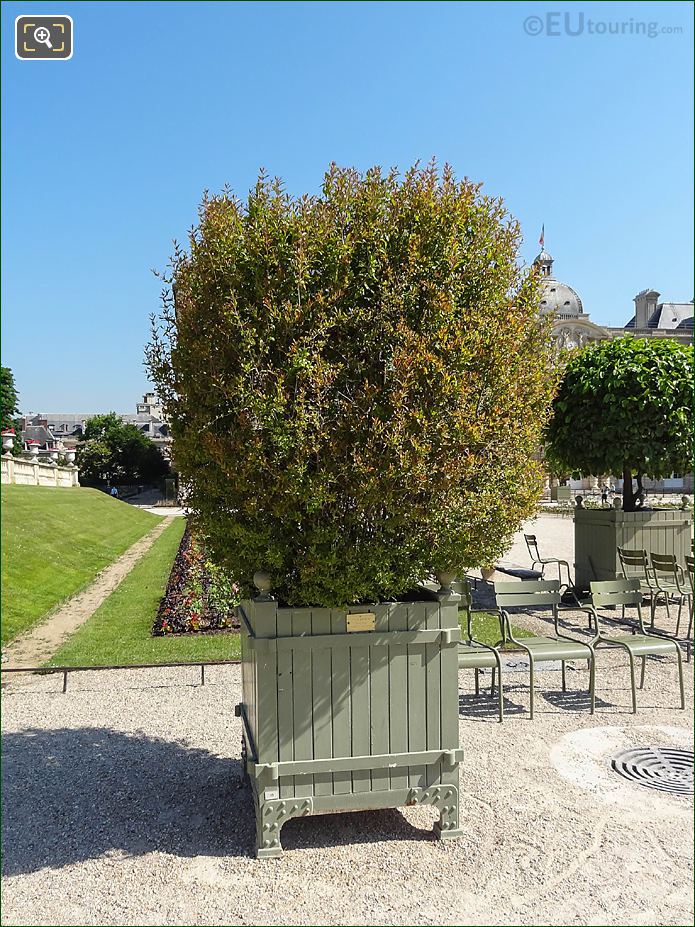Green oak crate pot 49, flowering Pomegranate Tree, Jardin du Luxembourg