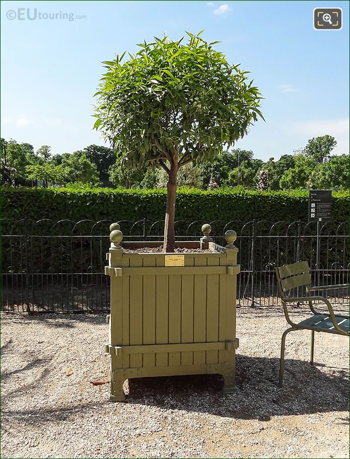 Green crate plant pot and Mandarin Orange Tree, Jardin du Luxembourg