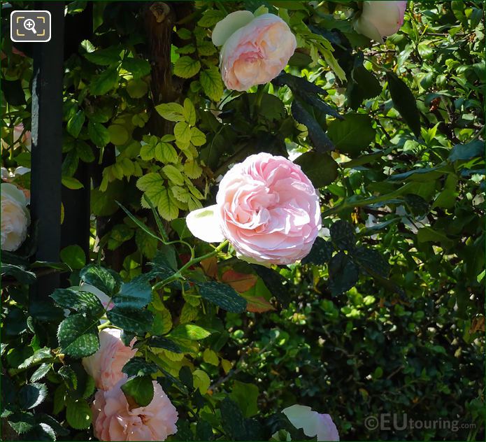 Pink Roses flowering in Jardin de la Roseraie