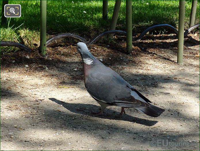 Pigeon in Jardin du Luxembourg looking for food
