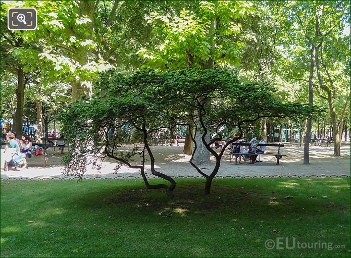 Acer trees in Jardin du Luxembourg, Paris
