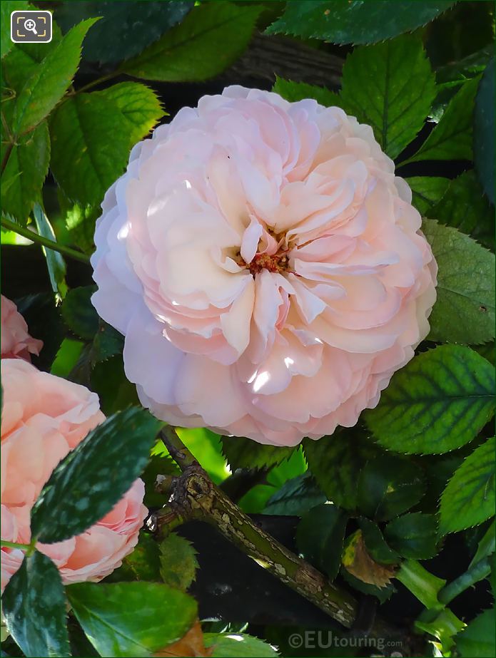 Close up of pink rose in Jardin du Luxembourg
