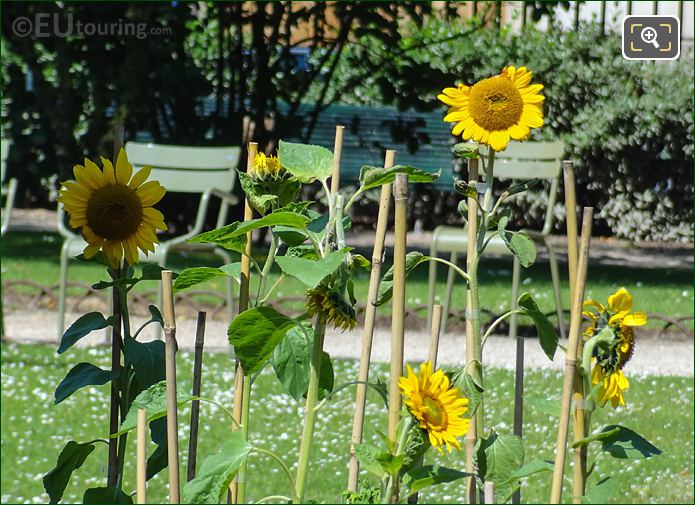 Helianthus Sunflowers in Jardin du Luxembourg