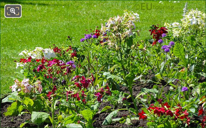 Red, purple, white and pink bedding plants in Luxembourg Gardens