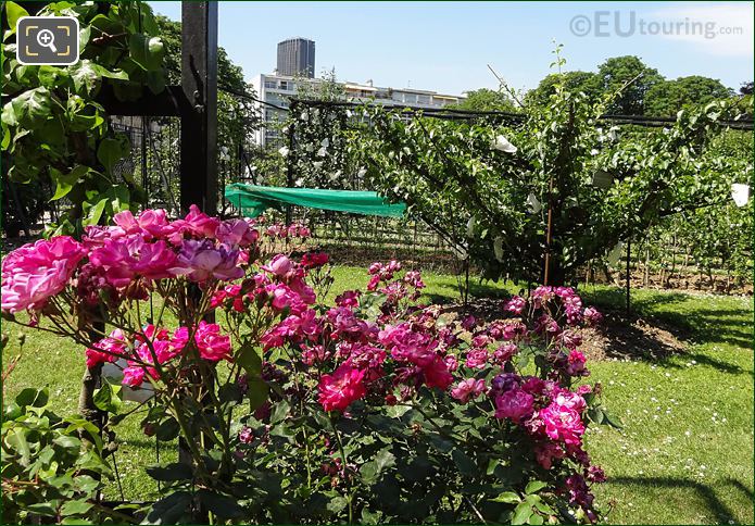 Pink flowering shrub in Jardin du Luxembourg