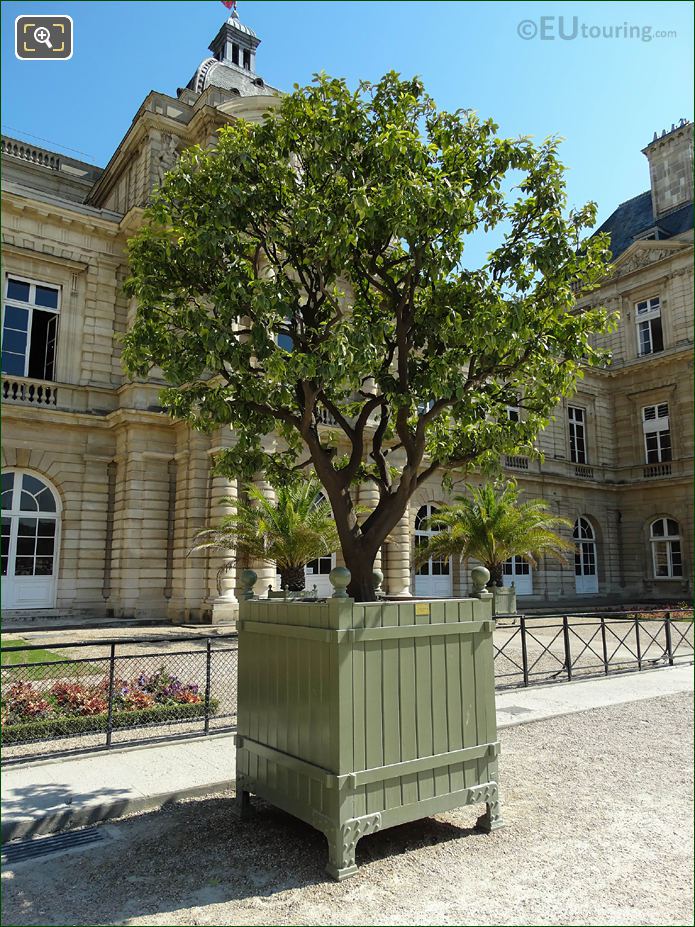 Historical Sweet Orange tree, Jardin du Luxembourg, Paris