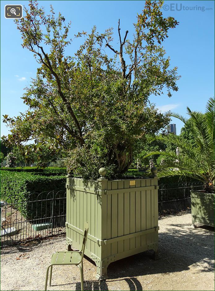 Plant pot No 40 with Pomegranate Tree in Jardin du Luxembourg
