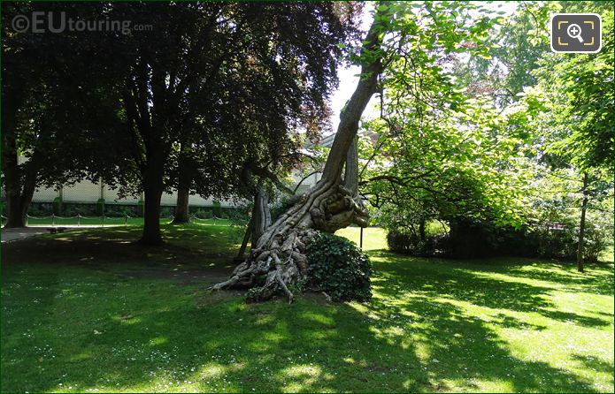 Twisted historical tree, Luxembourg Gardens, Paris