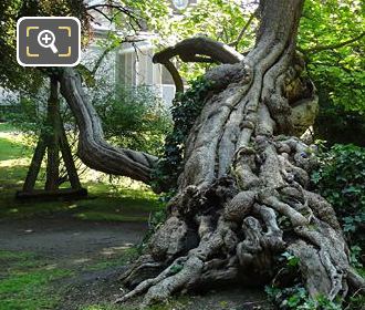 Historical tree on its side in Jardin du Luxembourg