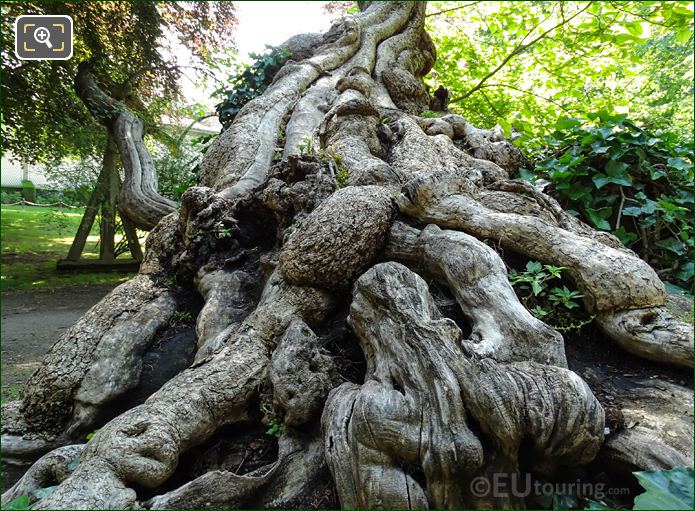 Close up of root system for the historical tree
