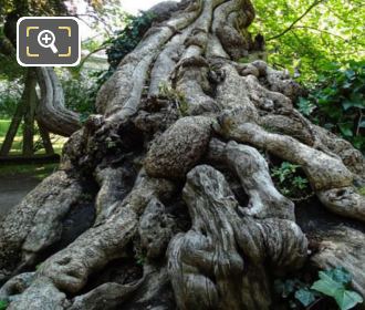 Historical tree in Jardin du Luxembourg