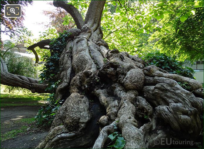 Historical tree, Jardin du Luxembourg, Paris