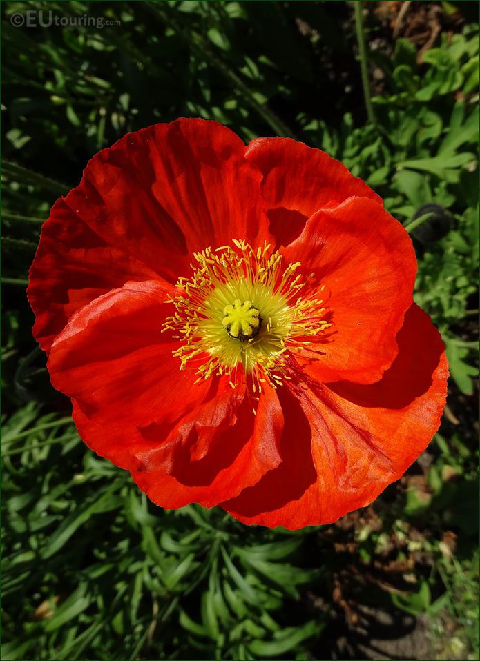 Macro of Red Iceland Poppy in Luxembourg Gardens