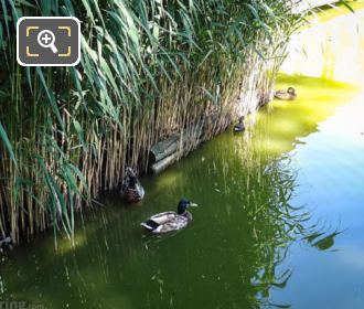 Mallard ducks at Parc de Bercy