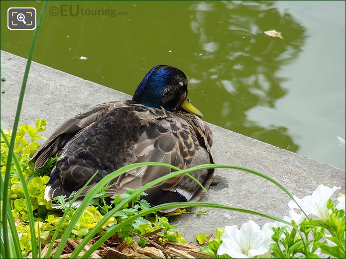 Mallard Duck in Jardin des Tuileries