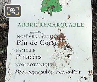 Tourist info plaque for Pin de Corse tree, Jardin des Tuileries