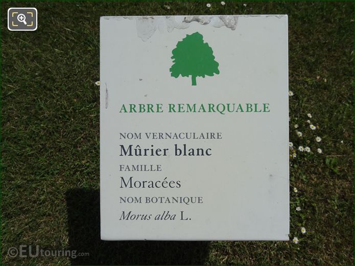 Tourist info plaque, White Mulberry, Monus Alba, Tuileries Gardens