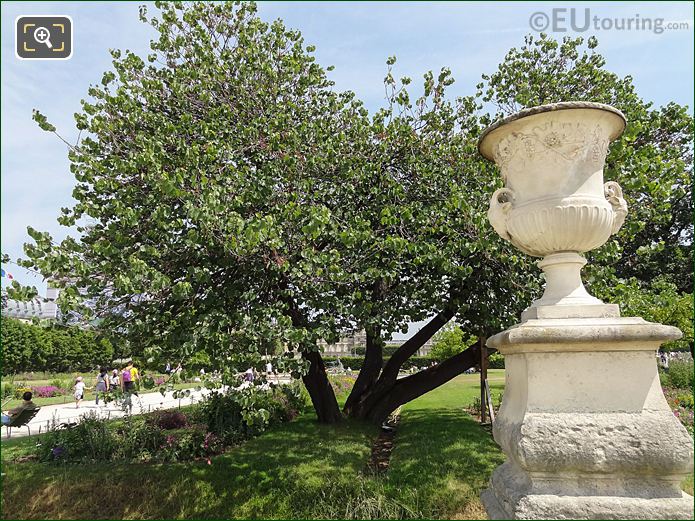 Jardin des Tuileries histrical Judas Tree, Cercis siliquastrum