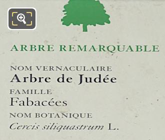 Tourist info plaque for the Judas Tree in Jardin des Tuileries