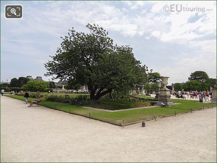 Demi-lune Reserve Nord and histrical tree, Jardin des Tuileries
