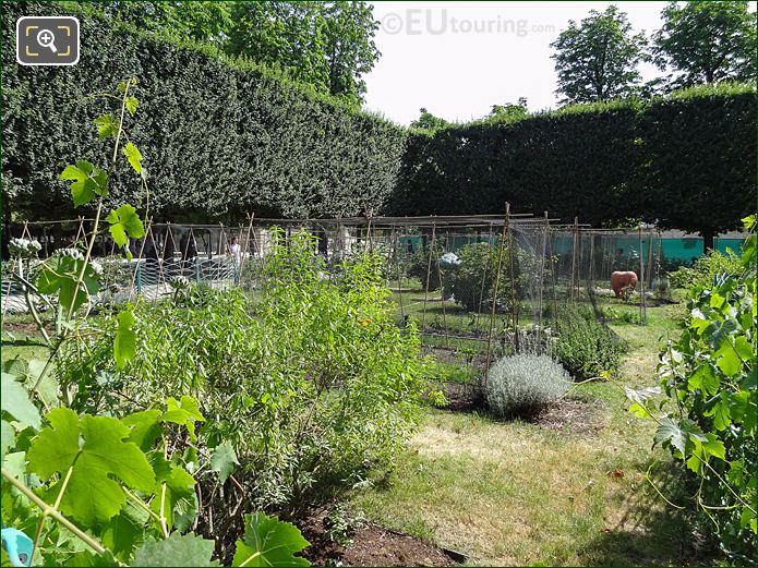 Vegetable plants in Jardin des Tuileries Potager
