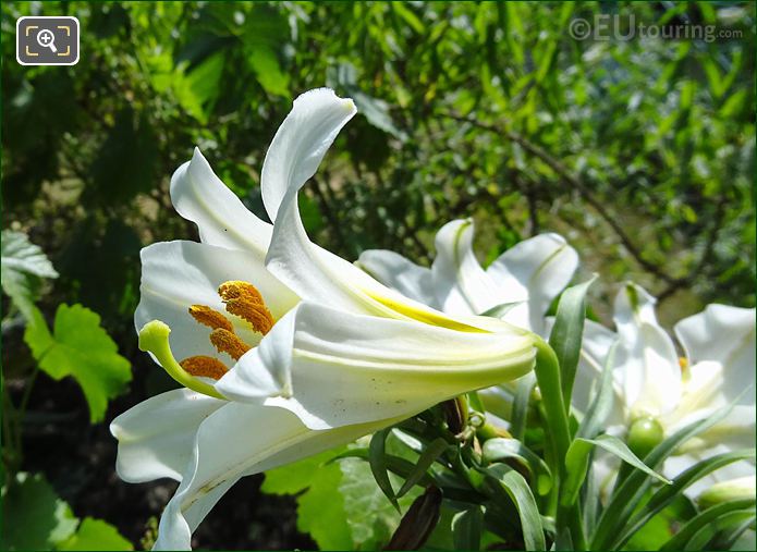 Macro photo of White Lily in Jardin des Tuileries