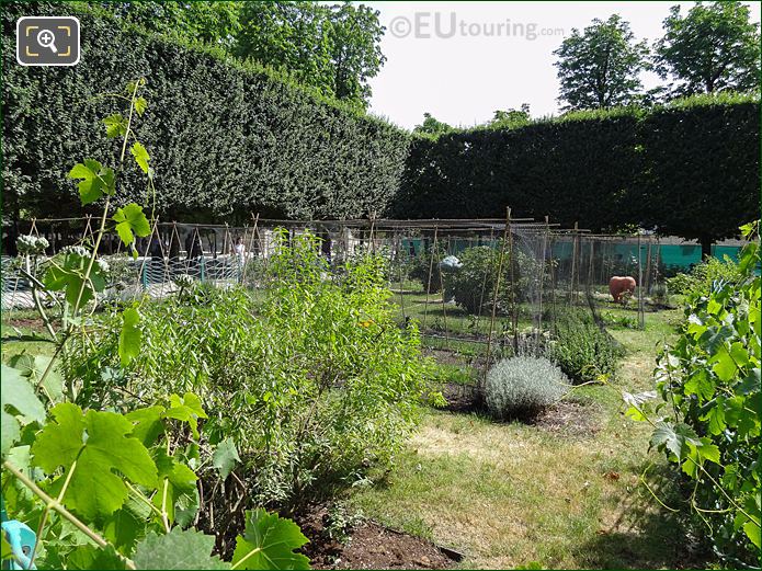 Vegetable Garden maintaining tradition in Jardin des Tuileries